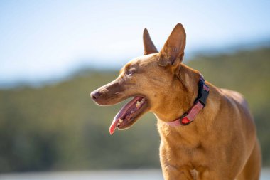 beautiful kelpie dog on a sandy beach in australia in summer