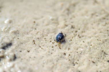 Tasmanian burrowing Southern Soldier crab on a beach close up in australia