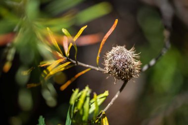 Bahçedeki bir bitkiyi kapat.