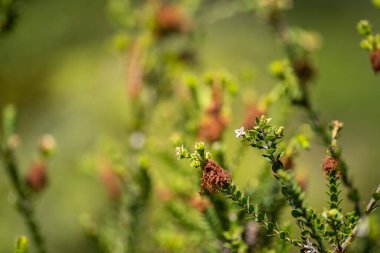 yeşil yapraklar, bitkiler ve yapraklar