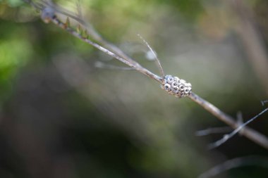tea tree flower and seeds in tasmania australia in summer