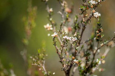 tea tree flower and seeds in tasmania australia in summer