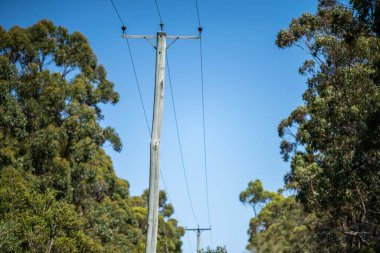 power lines in the bush in summer