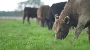 Livestock grazing on pasture and grass in a field on an organic, regenerative and sustainable food in outback Australia. Fat cows and beef cattle in Asia and america. american beef