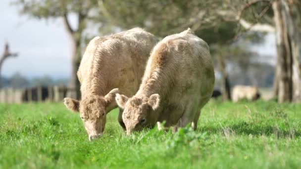 Livestock Grazing Pasture Grass Field Organic Regenerative Sustainable Food Outback — Vídeo de Stock