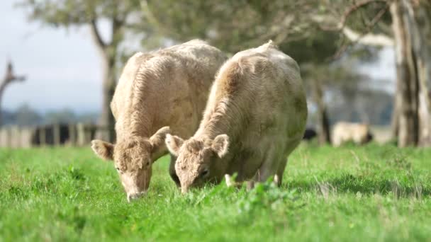 Livestock Grazing Pasture Grass Field Organic Regenerative Sustainable Food Outback — стоковое видео