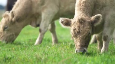 Livestock grazing on pasture and grass in a field on an organic, regenerative and sustainable food in outback Australia. Fat cows and beef cattle in Asia and america. american beef