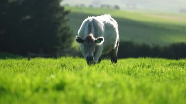 Livestock grazing on pasture and grass in a field on an organic, regenerative and sustainable food in outback Australia. Fat cows and beef cattle in Asia and america. american beef