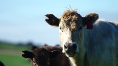 Yenileyici tarım inekleri tarlada, Avustralya 'da çim ve çayırlarda otluyorlar, bir çiftlikte. Saman yiyen sığırlar. Cinsler arasında Speckle Park, Murray Grey, Angus, wagyu, mandıra.