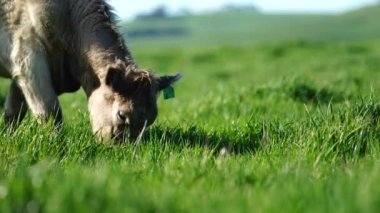 Livestock grazing on pasture and grass in a field on an organic, regenerative and sustainable food in outback Australia. Fat cows and beef cattle in Asia and america. american beef