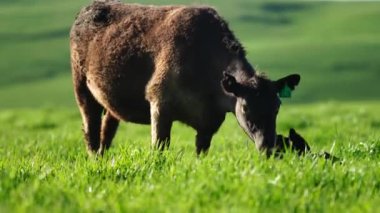 Livestock grazing on pasture and grass in a field on an organic, regenerative and sustainable food in outback Australia. Fat cows and beef cattle in Asia and america. american beef