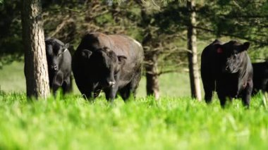 Yenileyici tarım inekleri tarlada, Avustralya 'da çim ve çayırlarda otluyorlar, bir çiftlikte. Saman yiyen sığırlar. Cinsler arasında Speckle Park, Murray Grey, Angus, wagyu, mandıra.