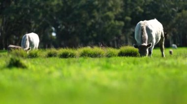 Livestock grazing on pasture and grass in a field on an organic, regenerative and sustainable food in outback Australia. Fat cows and beef cattle in Asia and america. american beef