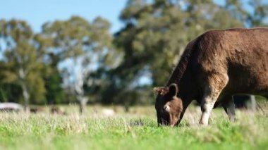 Livestock grazing on pasture and grass in a field on an organic, regenerative and sustainable food in outback Australia. Fat cows and beef cattle in Asia and america. american beef