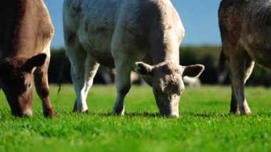 Livestock grazing on pasture and grass in a field on an organic, regenerative and sustainable food in outback Australia. Fat cows and beef cattle in Asia and america. american beef