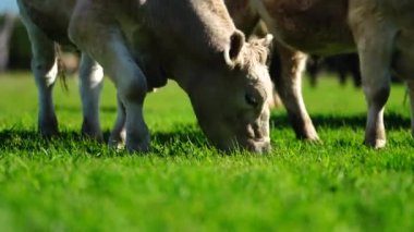 Yenileyici tarım inekleri tarlada, Avustralya 'da çim ve çayırlarda otluyorlar, bir çiftlikte. Saman yiyen sığırlar. Cinsler arasında Speckle Park, Murray Grey, Angus, wagyu, mandıra.