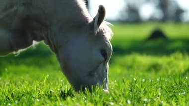 Livestock grazing on pasture and grass in a field on an organic, regenerative and sustainable food in outback Australia. Fat cows and beef cattle in Asia and america. american beef