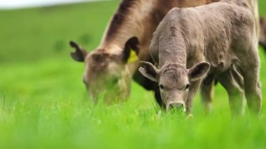 Livestock grazing on pasture and grass in a field on an organic, regenerative and sustainable food in outback Australia. Fat cows and beef cattle in Asia and america. american beef