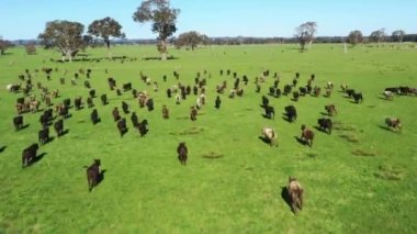 herding cattle on a field in spring time in australia. livestock on lush green grass. angus and wagyu being grown on an organic, regenerative farm. sustainable agriculture.