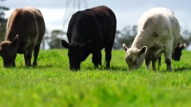 Livestock grazing on pasture and grass in a field on an organic, regenerative and sustainable food in outback Australia. Fat cows and beef cattle in Asia and america. american beef