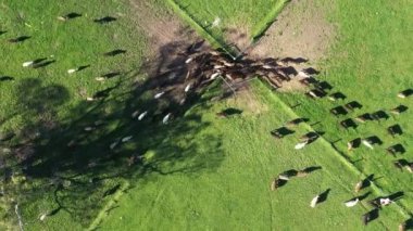 herding cattle on a field in spring time in australia. livestock on lush green grass. angus and wagyu being grown on an organic, regenerative farm. sustainable agriculture.