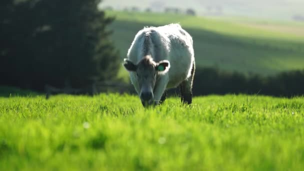 Livestock Grazing Pasture Grass Field Organic Regenerative Sustainable Food Outback — Wideo stockowe