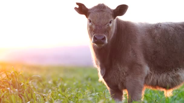 在澳大利亚的一个农场里 牧场上正在放牧 牧场上正在繁殖农业奶牛 牛吃干草和青贮 采购产品品种包括斑点公园 穆雷灰色 Angus Wagyu 乳制品 — 图库视频影像