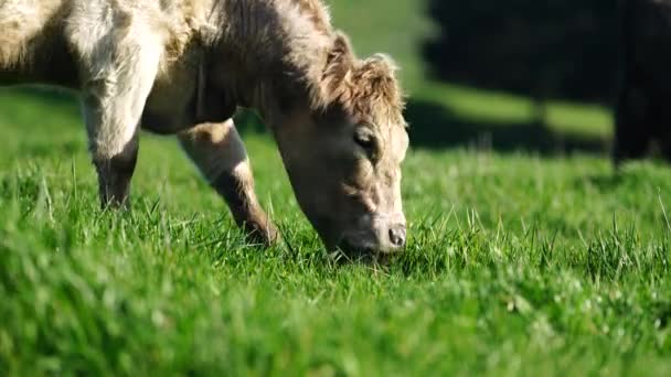 Livestock Grazing Pasture Grass Field Organic Regenerative Sustainable Food Outback — Stock video