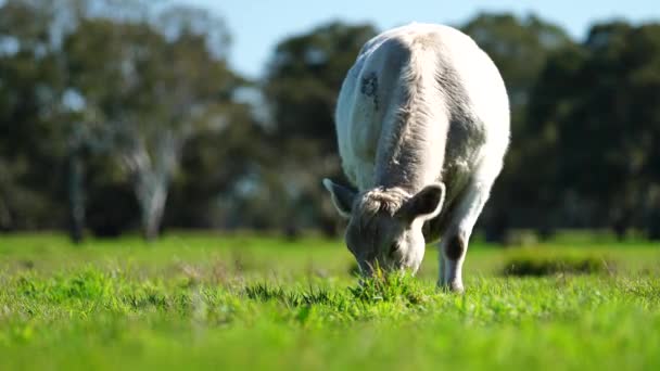 Vacas Agrícolas Regenerativas Campo Pastando Pasto Pastos Australia Rancho Agrícola — Vídeo de stock
