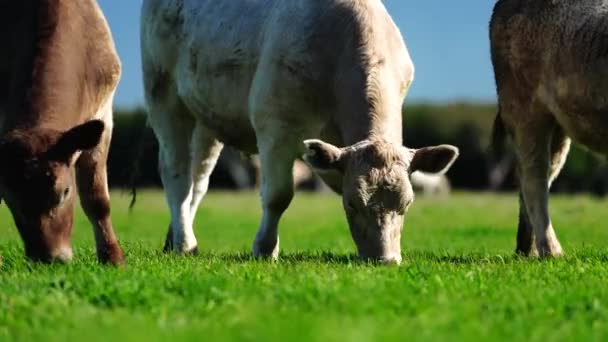Livestock Grazing Pasture Grass Field Organic Regenerative Sustainable Food Outback — 图库视频影像