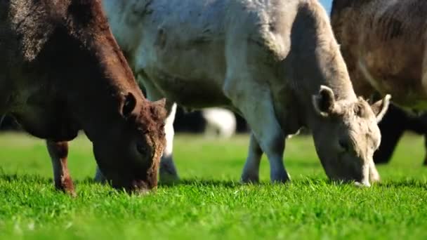 Livestock Grazing Pasture Grass Field Organic Regenerative Sustainable Food Outback — Video Stock
