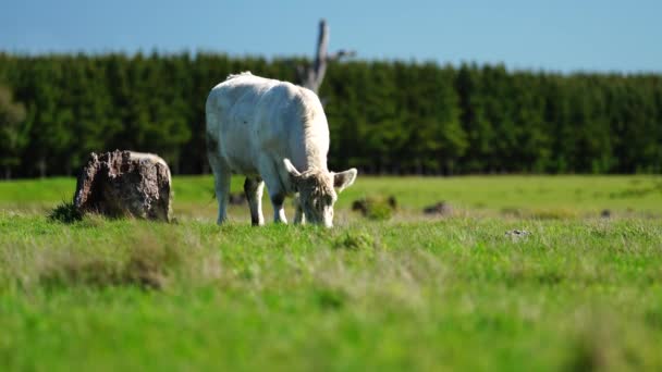 Livestock Grazing Pasture Grass Field Organic Regenerative Sustainable Food Outback — Stok video