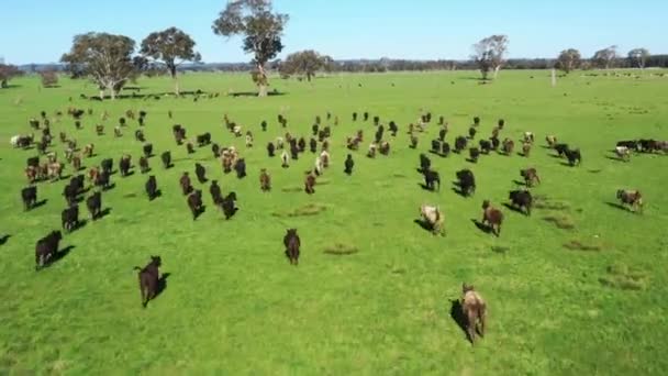 Пасти Худобу Полі Весною Австралії Тварина Зеленій Траві Ангус Вагю — стокове відео