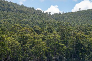 farm surrounded by over a plantation of trees, in a forestry farm, in the bush in the mountains in australi