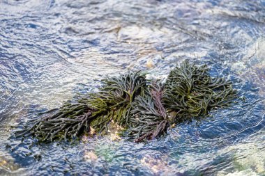 Bull kelp seaweed growing on rocks. Edible sea weed ready to harvest in the ocean on australia