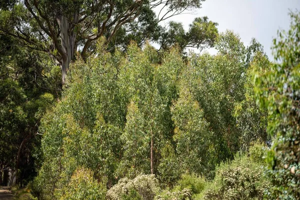 Australian bush. native forest and plantation