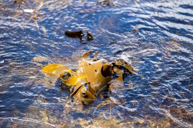 Bull kelp seaweed growing on rocks. Edible sea weed ready to harvest in the ocean on australia