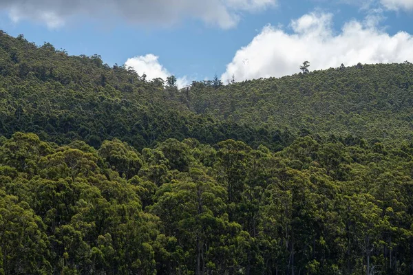 Australian bush. native forest and plantation