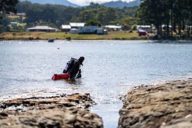 scuba diver, diving on the reef in a wetsuit collecting food in america