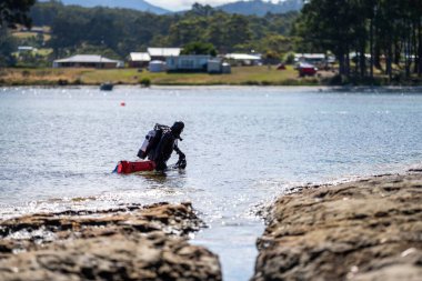 scuba diver, diving for fish in the ocean in tasmania australia in summer