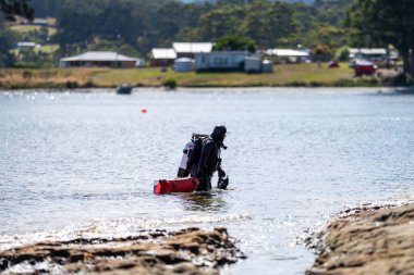 scuba diver, diving on the reef in a wetsuit collecting food in america