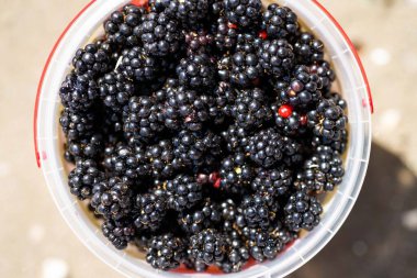 Foraging blackberries and berries in a white bowl in the wild in tasmania australia. 