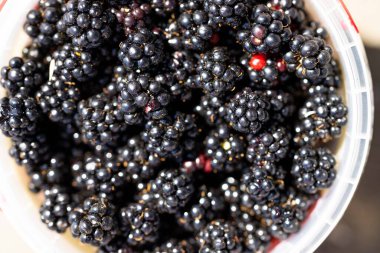 freshly picked blackberries on a table. berries on a bowl for breakfast in the kitchen