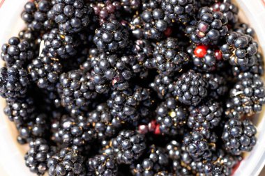 Foraging blackberries and berries in a white bowl in the wild in tasmania australia. 