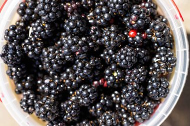 freshly picked blackberries on a table. berries on a bowl for breakfast in the kitchen