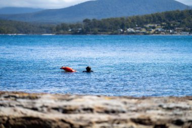 scuba diver, diving for fish in the ocean in tasmania australia in summer