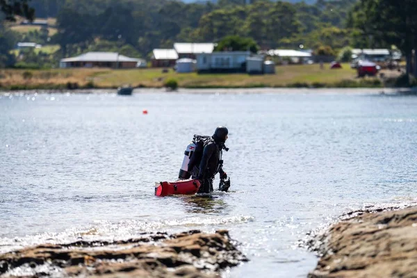 scuba diver, diving on the reef in a wetsuit collecting food in america