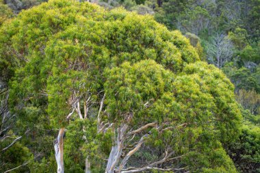 alpine plants growing on a mountain in, on mt wellington in hobart tasmania australia in summer