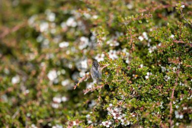 alpine plants growing on a mountain in, on mt wellington in hobart tasmania australia in summer