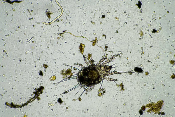 澳大利亚显微镜下堆肥堆肥中的土壤微生物 包括线虫 微节肢动物 微节肢动物 沙丁鱼和轮虫 土壤样品 土壤真菌和细菌 — 图库照片